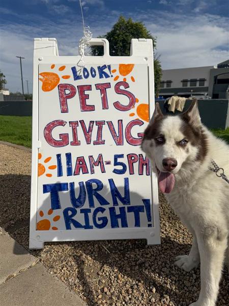 Siberian Husky next to sign advertising "Pets Giving" event from 11 AM to 5 PM with directional arrow, outdoors on a sunny day.